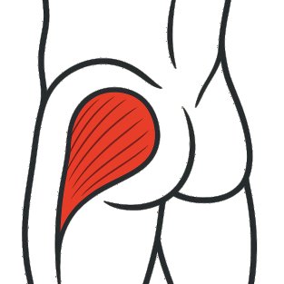 Migliori esercizi per lavorare muscolo medio gluteo