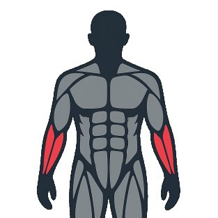 Meilleurs exercices pour travailler le avant-bras