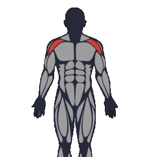 Best exercises to work the front deltoid (anterior)