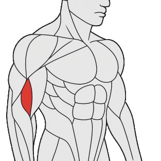 Meilleurs exercices pour travailler le brachial