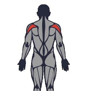 Beste Übungen für hinterer deltoid