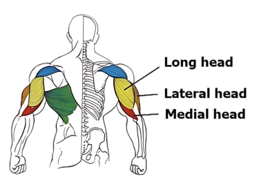 Best exercises to work the triceps - medial head