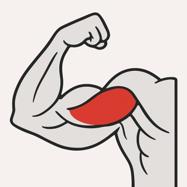 Meilleurs exercices pour travailler le biceps – courte portion