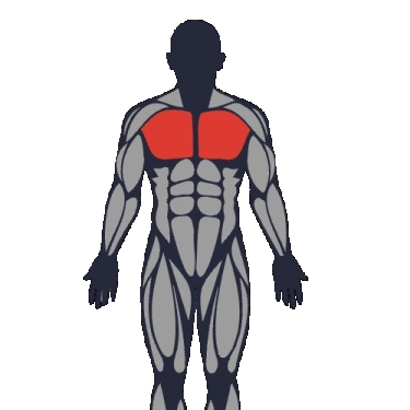 Meilleurs exercices pour travailler le pectoraux