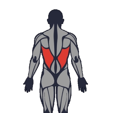 Meilleurs exercices pour travailler le grand dorsal