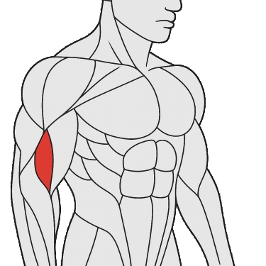 Best exercises to work the brachialis