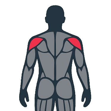 Best exercises to work the shoulders