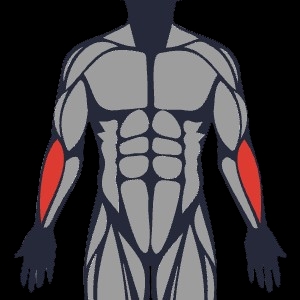 Best exercises to work the brachioradialis