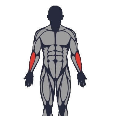 Best exercises to work the forearm extensors