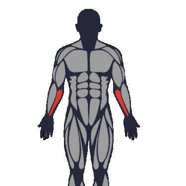 Best exercises to work the forearm flexors