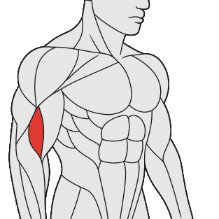 Beste Übungen für biceps brachialis