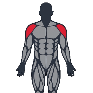 Best exercises to work the side deltoid (lateral)