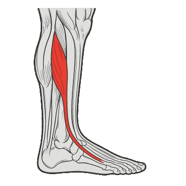 Meilleurs exercices pour travailler le tibial postérieur